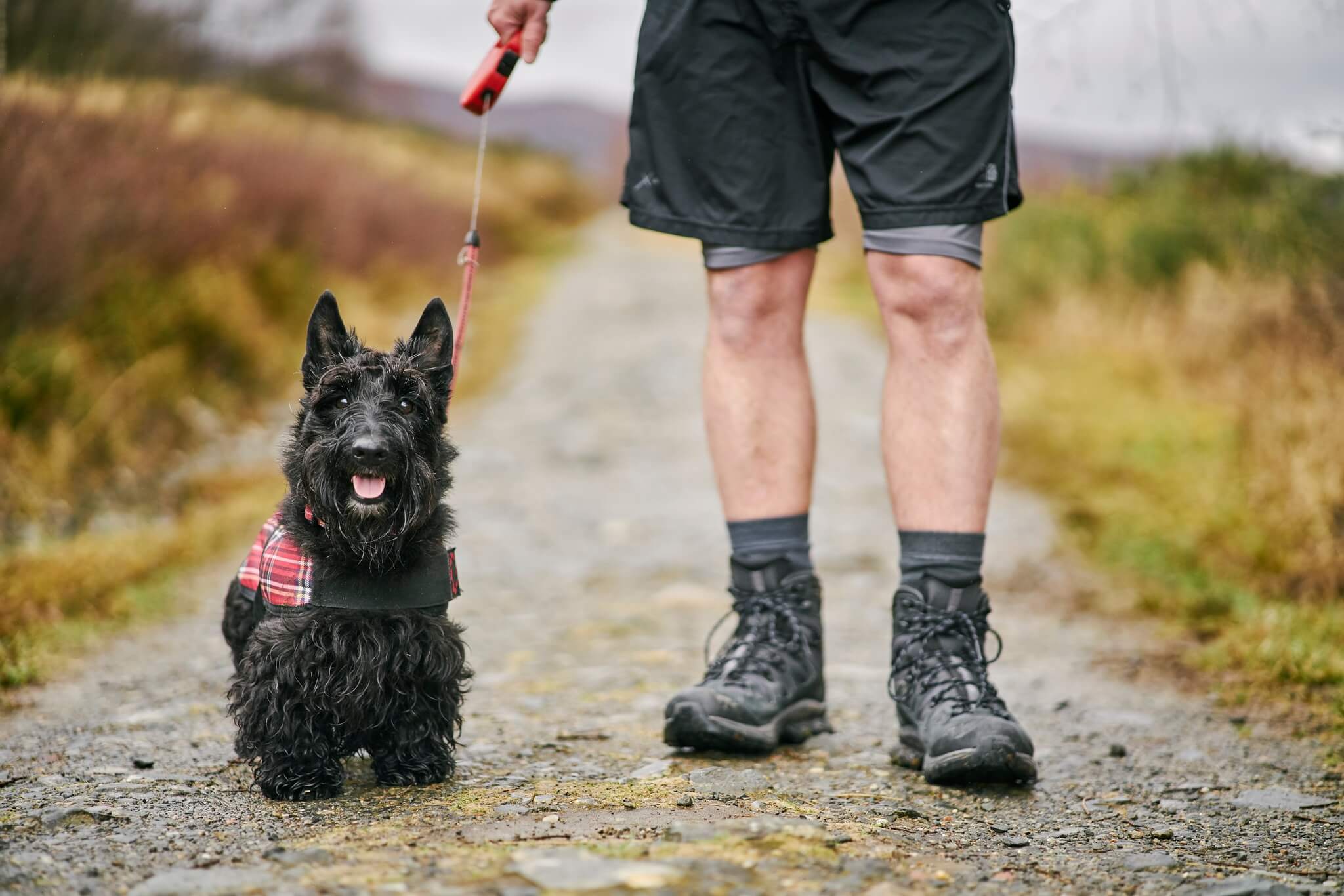 scotland travel with dog