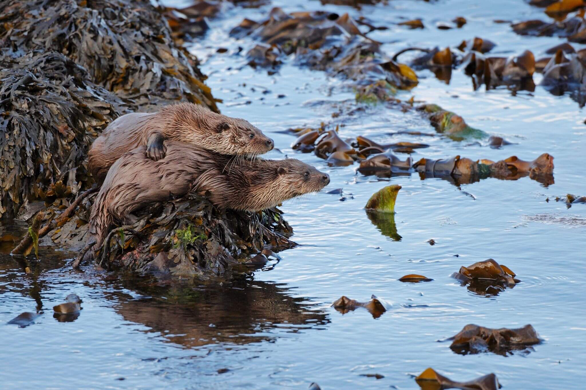 bird watching tours scotland