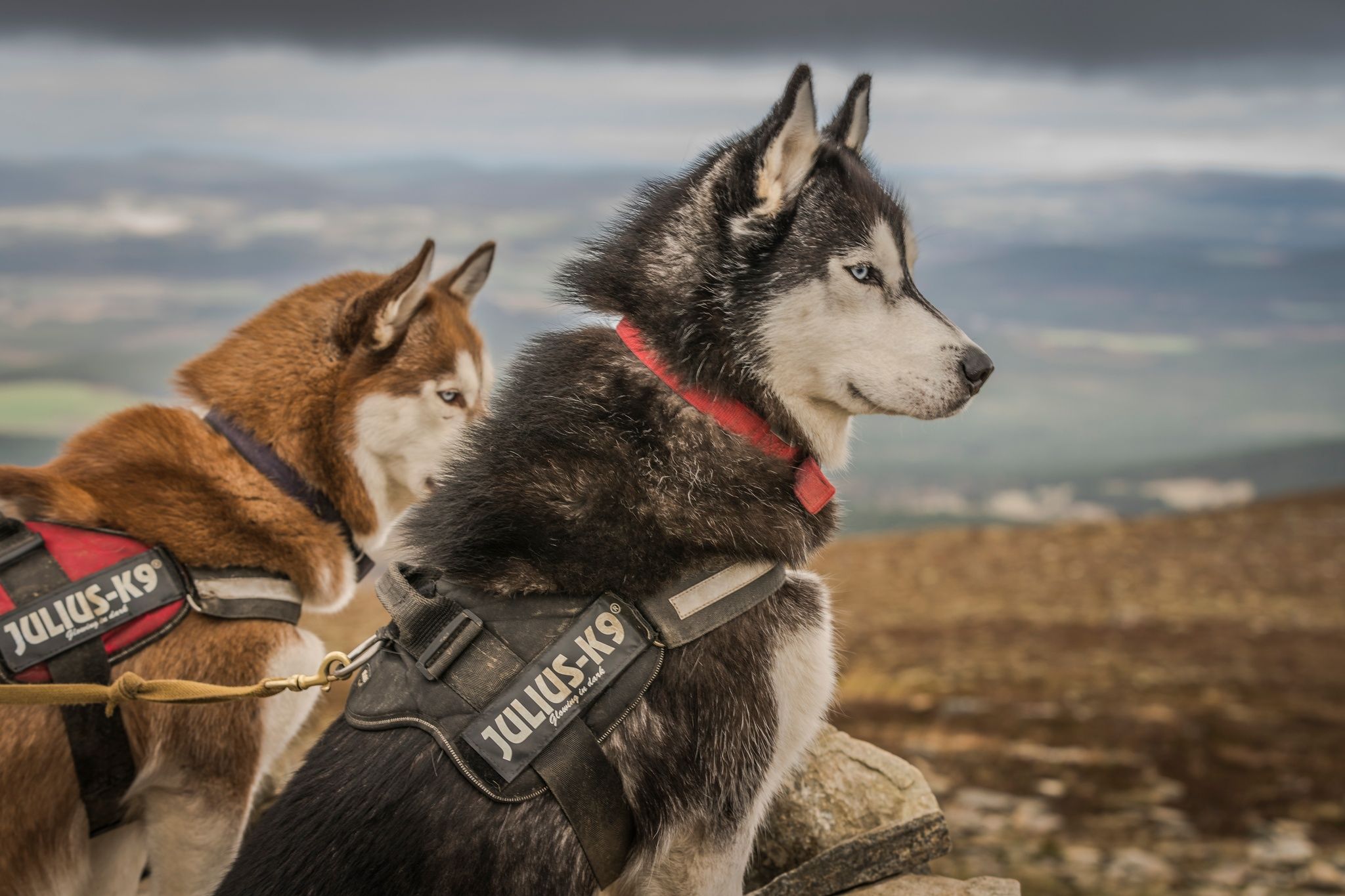 Two snow dogs at the summit of Meall a Bhuachaille, in the cairngorms national park