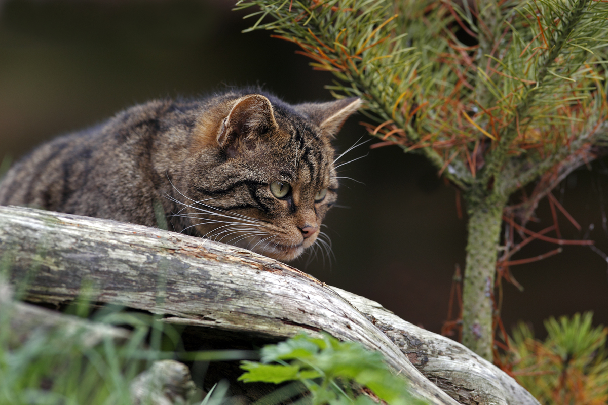 bird watching tours scotland