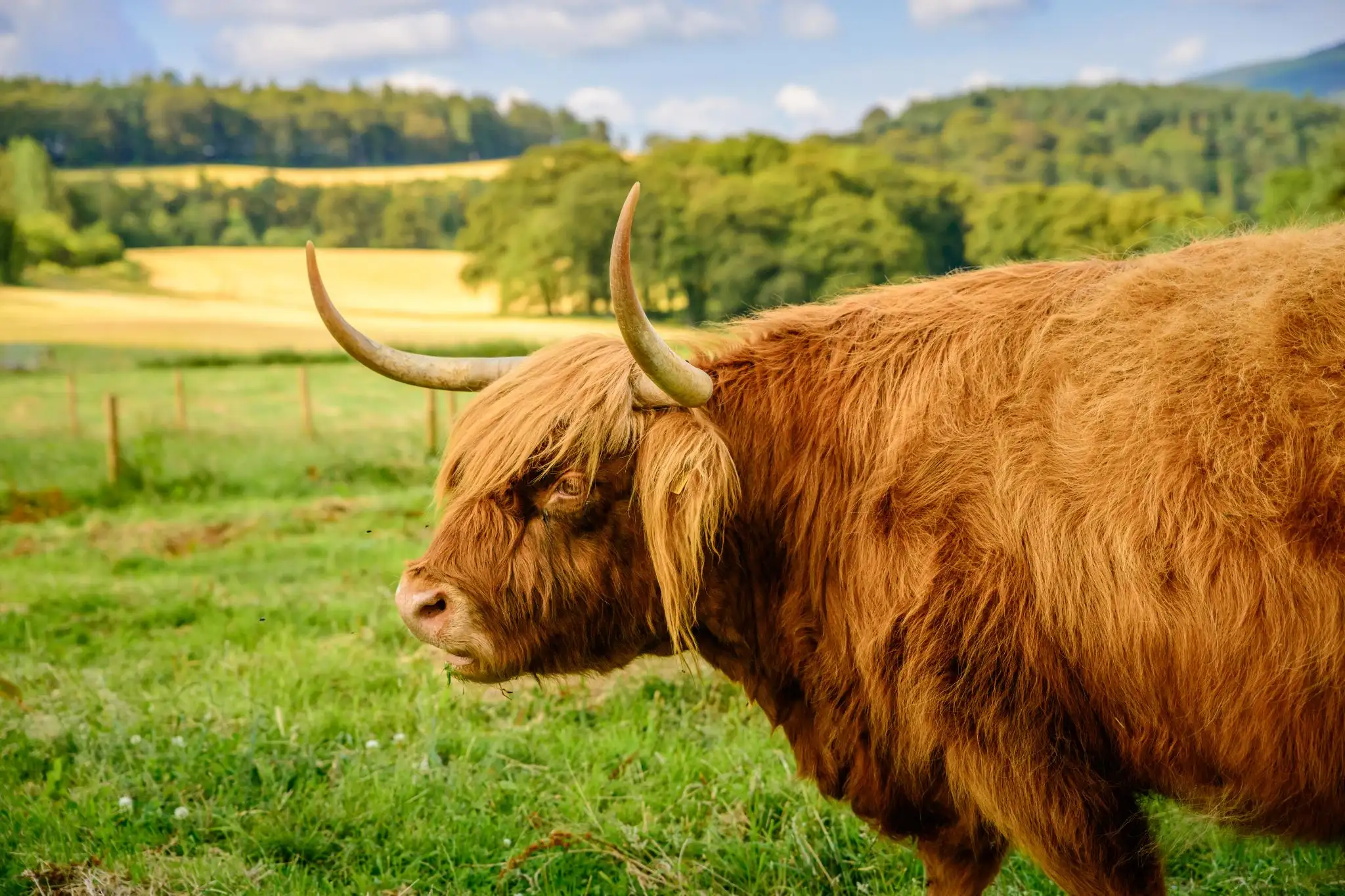 Where to See Highland Cows in Scotland | VisitScotland