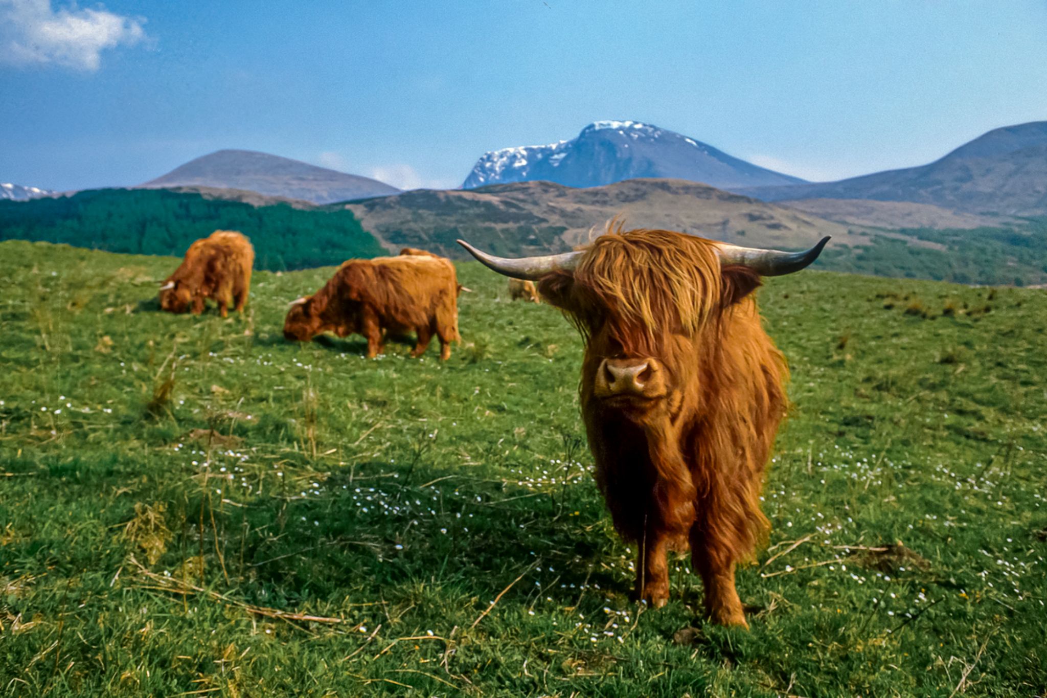 Finding Scotland's Grazing Highland Coos