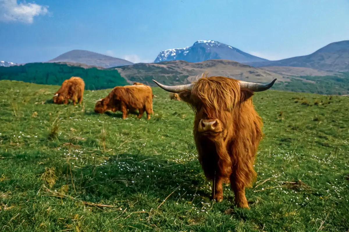 Stunning Highland Family Eye Care View in 4K Stunning Highland Family Eye Care View in 4K