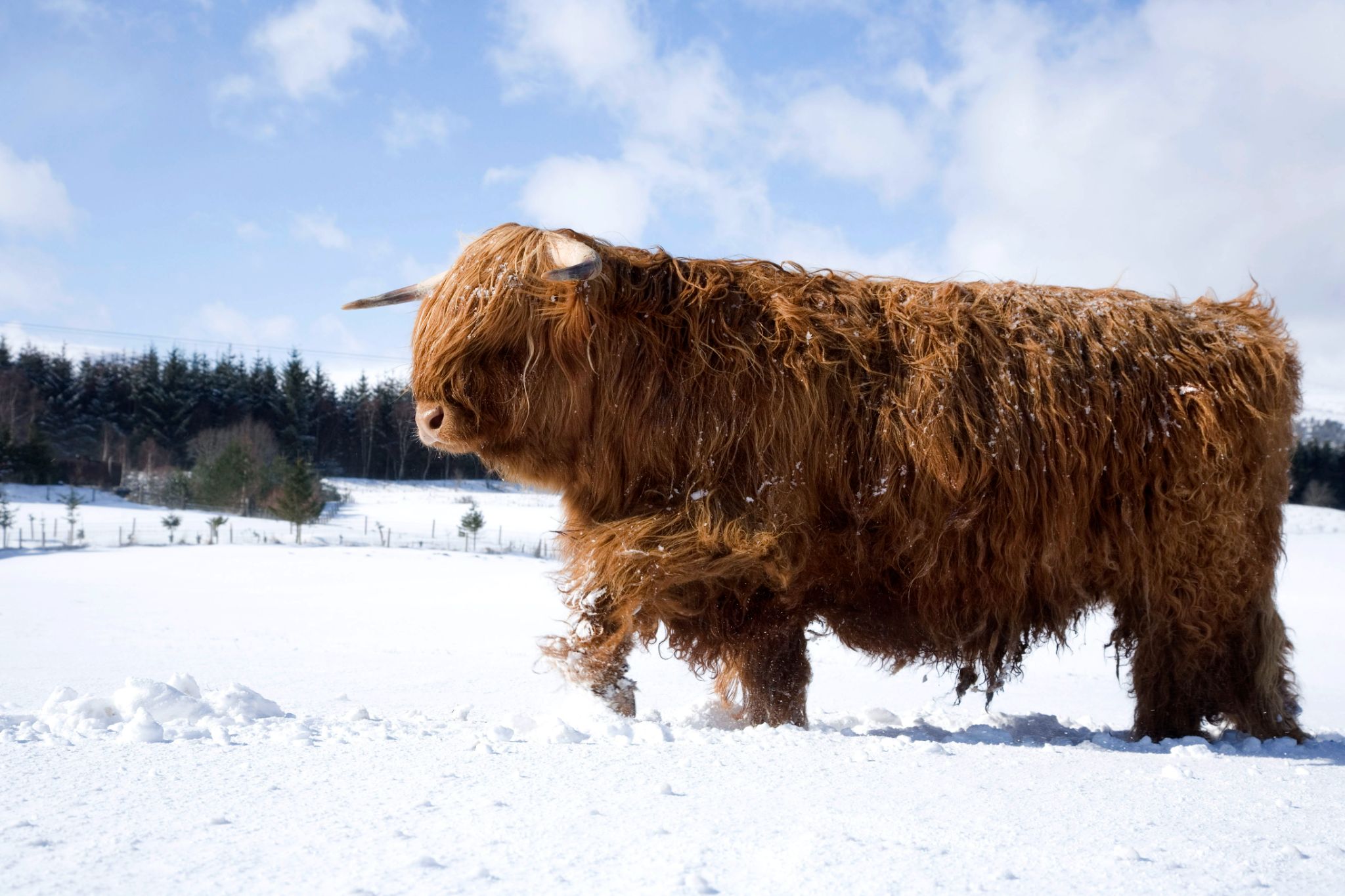 https://2f1a7f9478.visitscotland.net/binaries/content/gallery/visitscotland/cms-images/2023/06/06/highland-cow-in-the-snow-near-inverurie.jpg