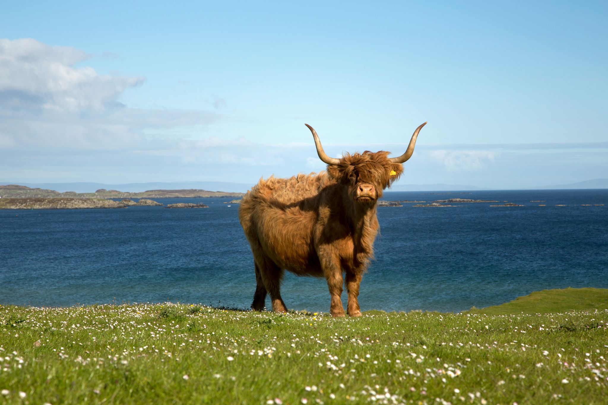 Map: Where To Find Highland Cows in Scotland – Wayfaring Kiwi
