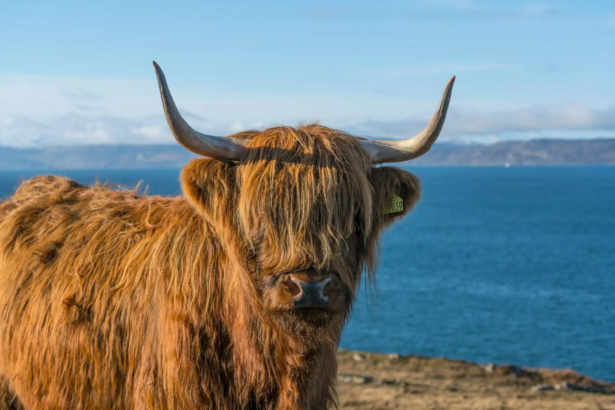 O Voir Des Vaches Des Highlands En cosse VisitScotland o-voir-des-vaches-des-highlands-en-cosse-visitscotland
