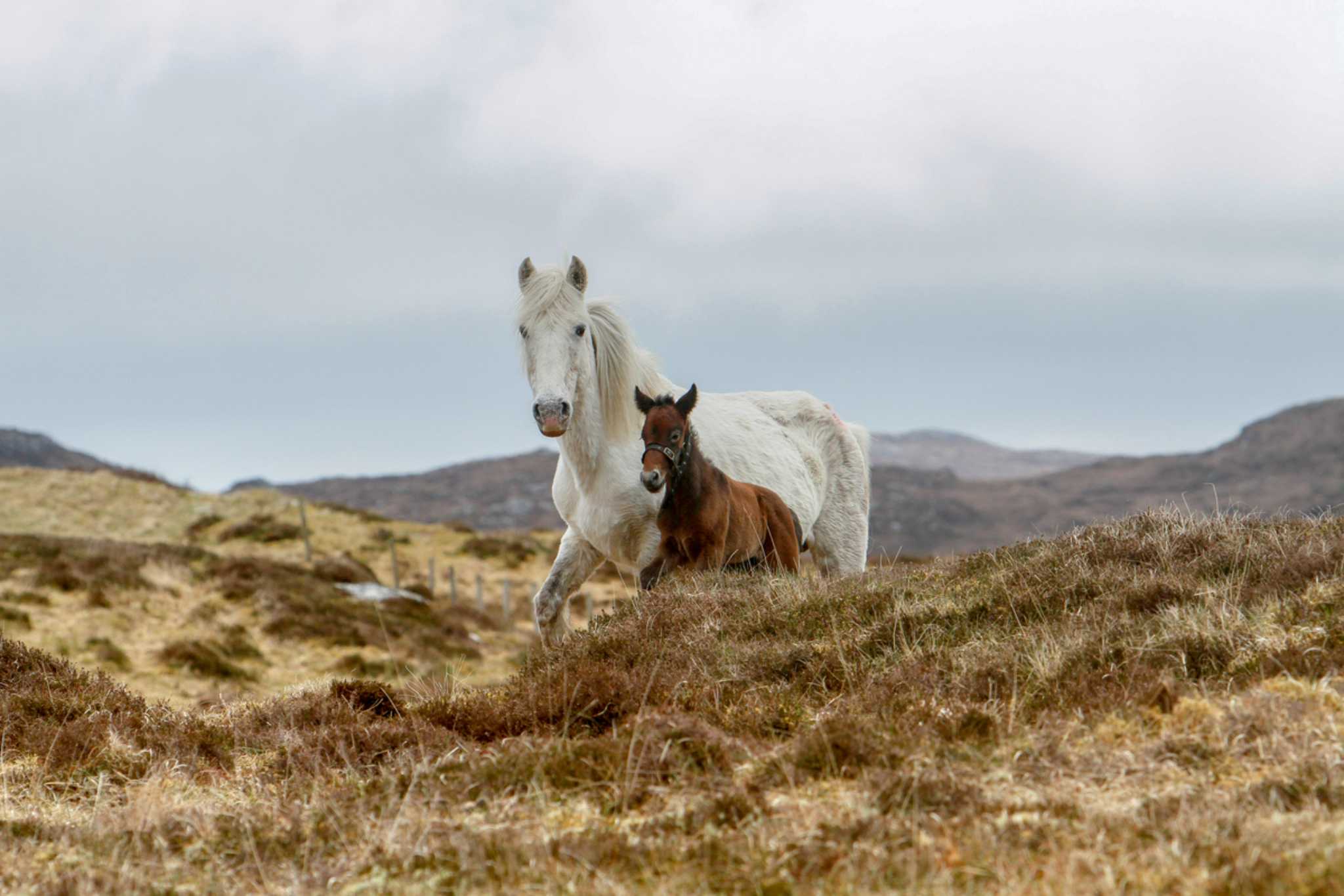 The famous free-roaming Eriskay ponies