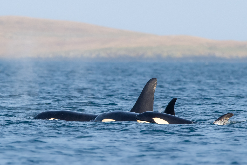 A pod of orcas off the coast of Shetland