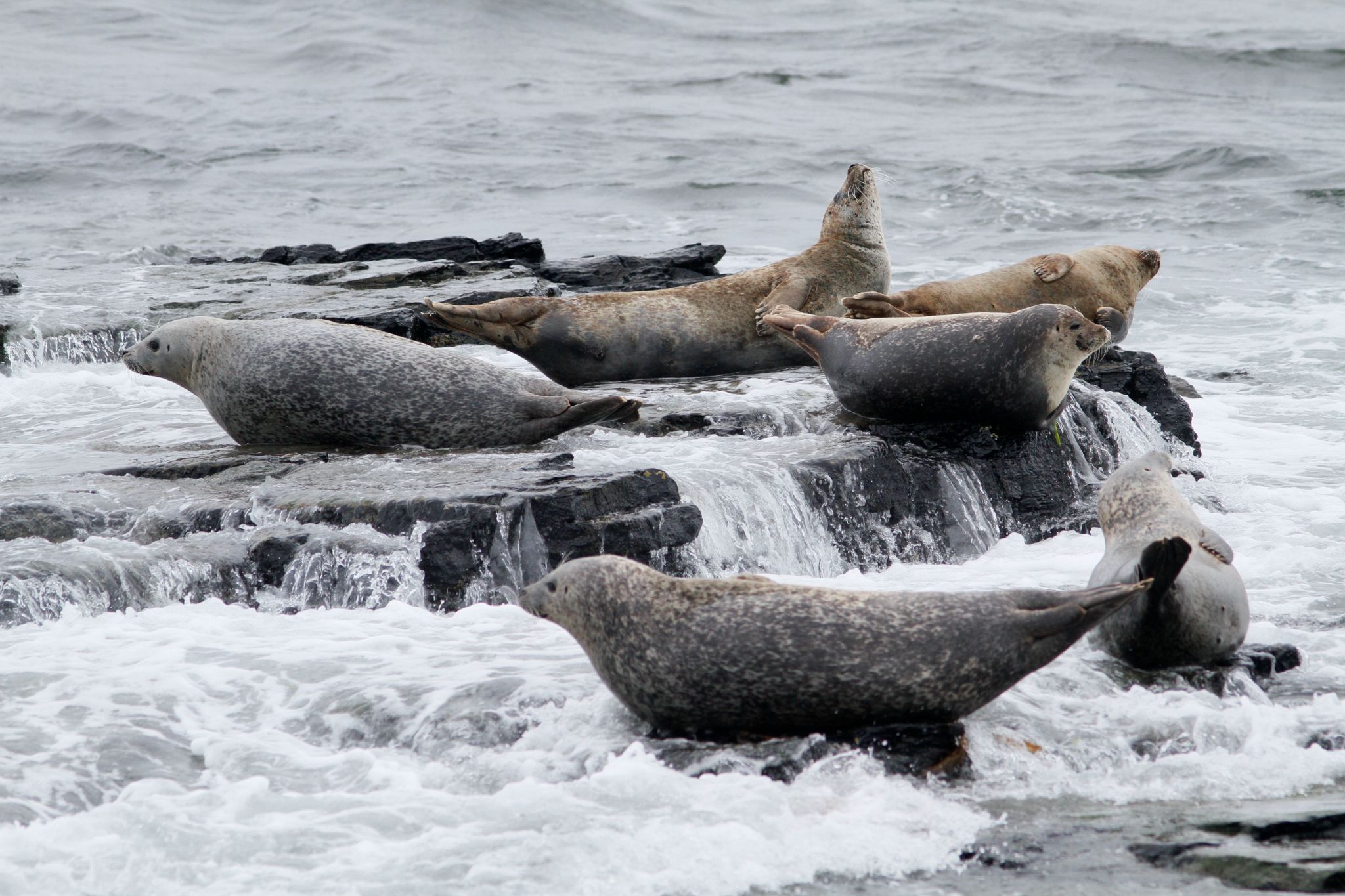 Seals in North Ronaldsay