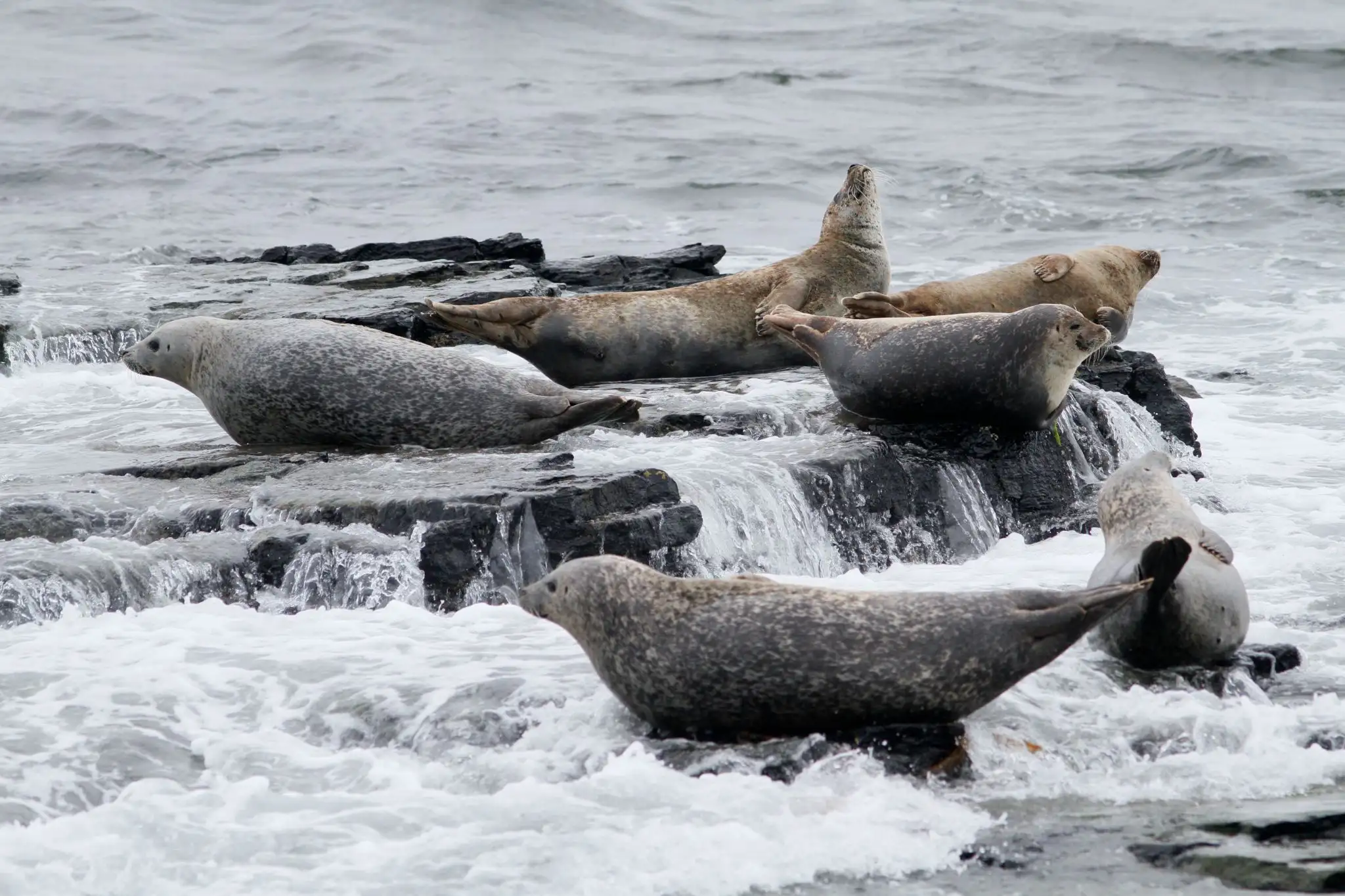 Scottish Wildlife VisitScotland scottish-wildlife-visitscotland