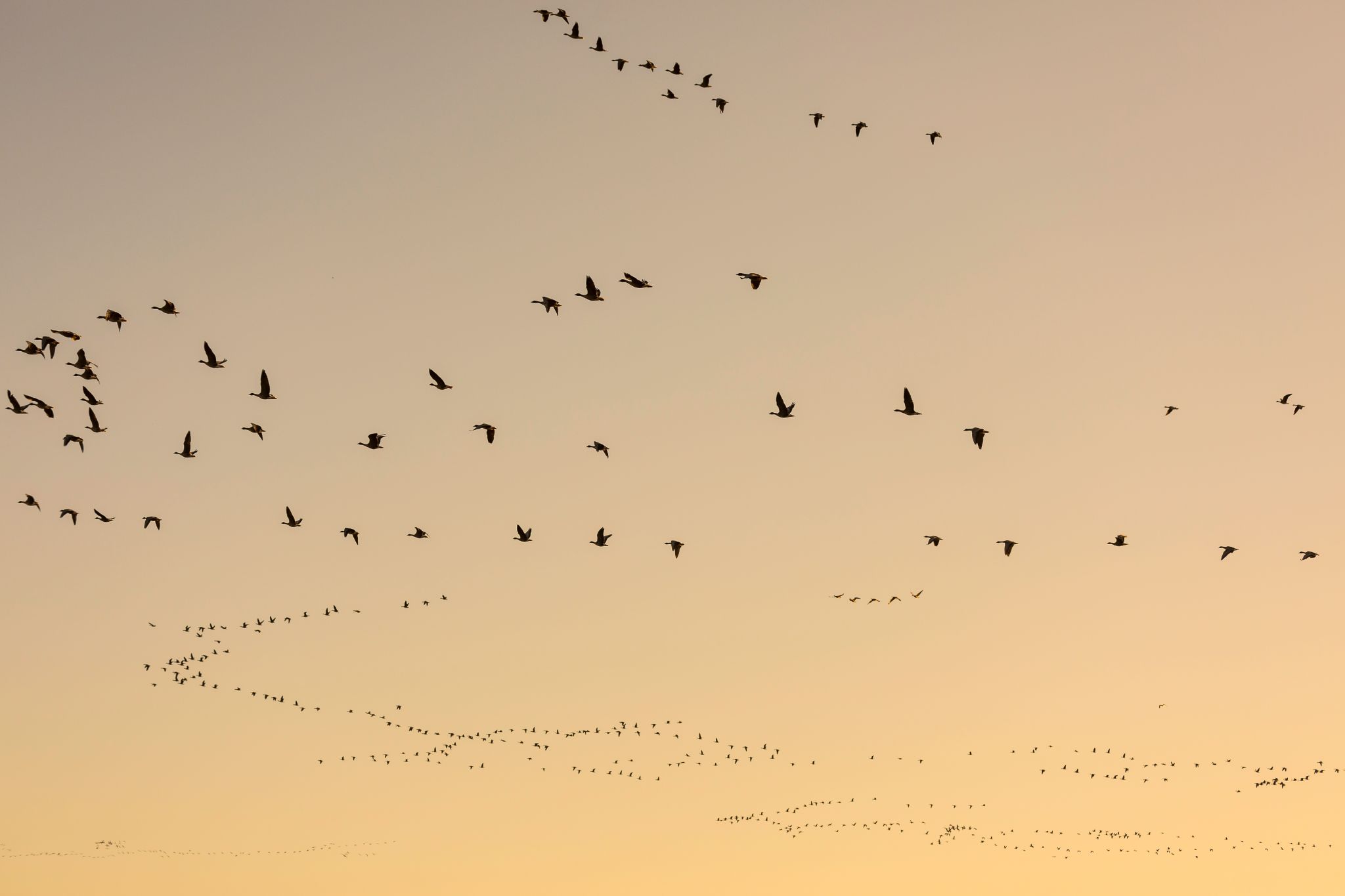 Pink-footed Geese at Loch Leven