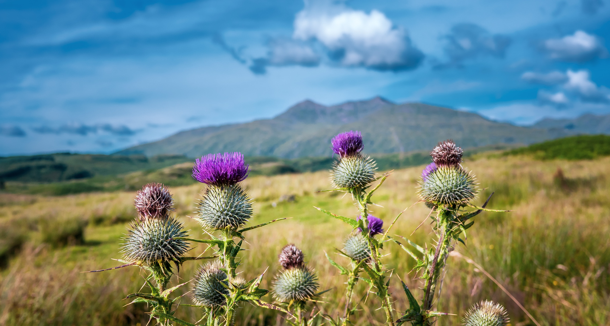 Thistles against the backdrop of Ben Cruachan.