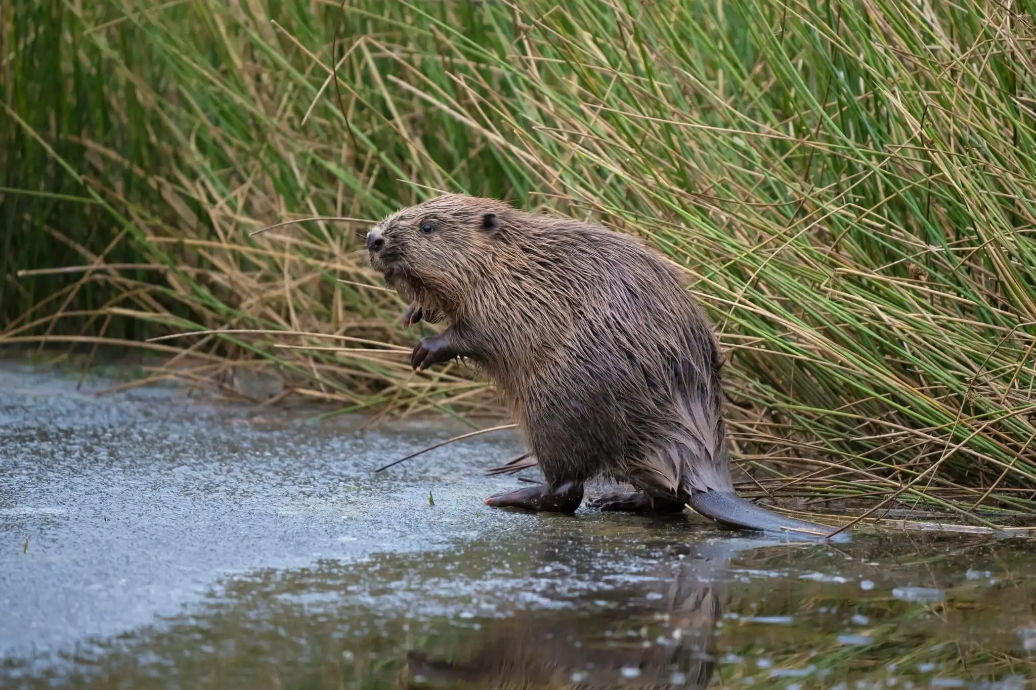 Scottish Wildlife VisitScotland scottish-wildlife-visitscotland