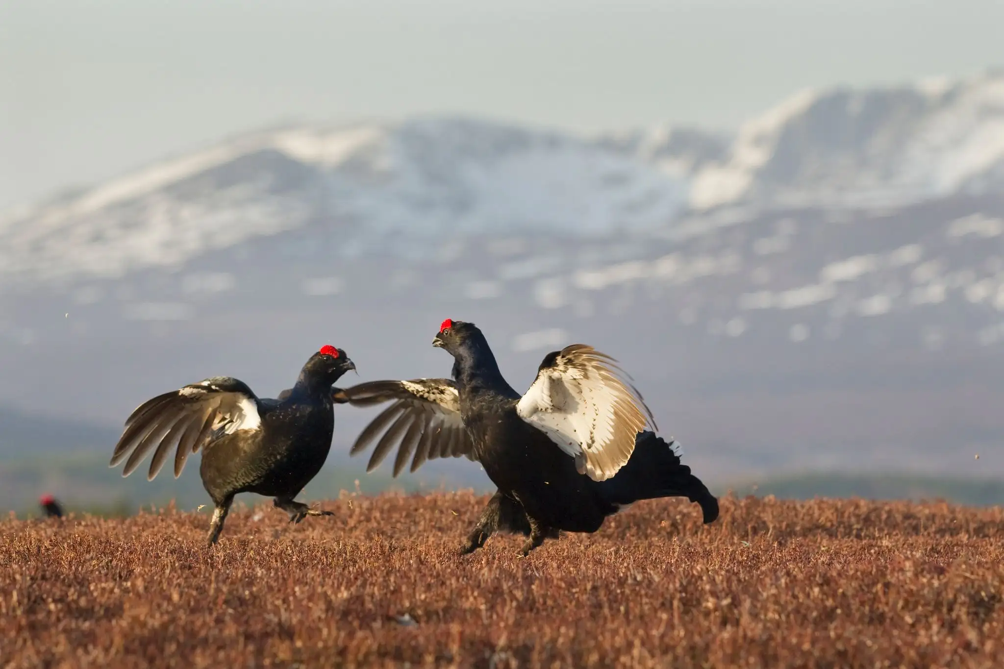 Scottish Wildlife VisitScotland scottish-wildlife-visitscotland
