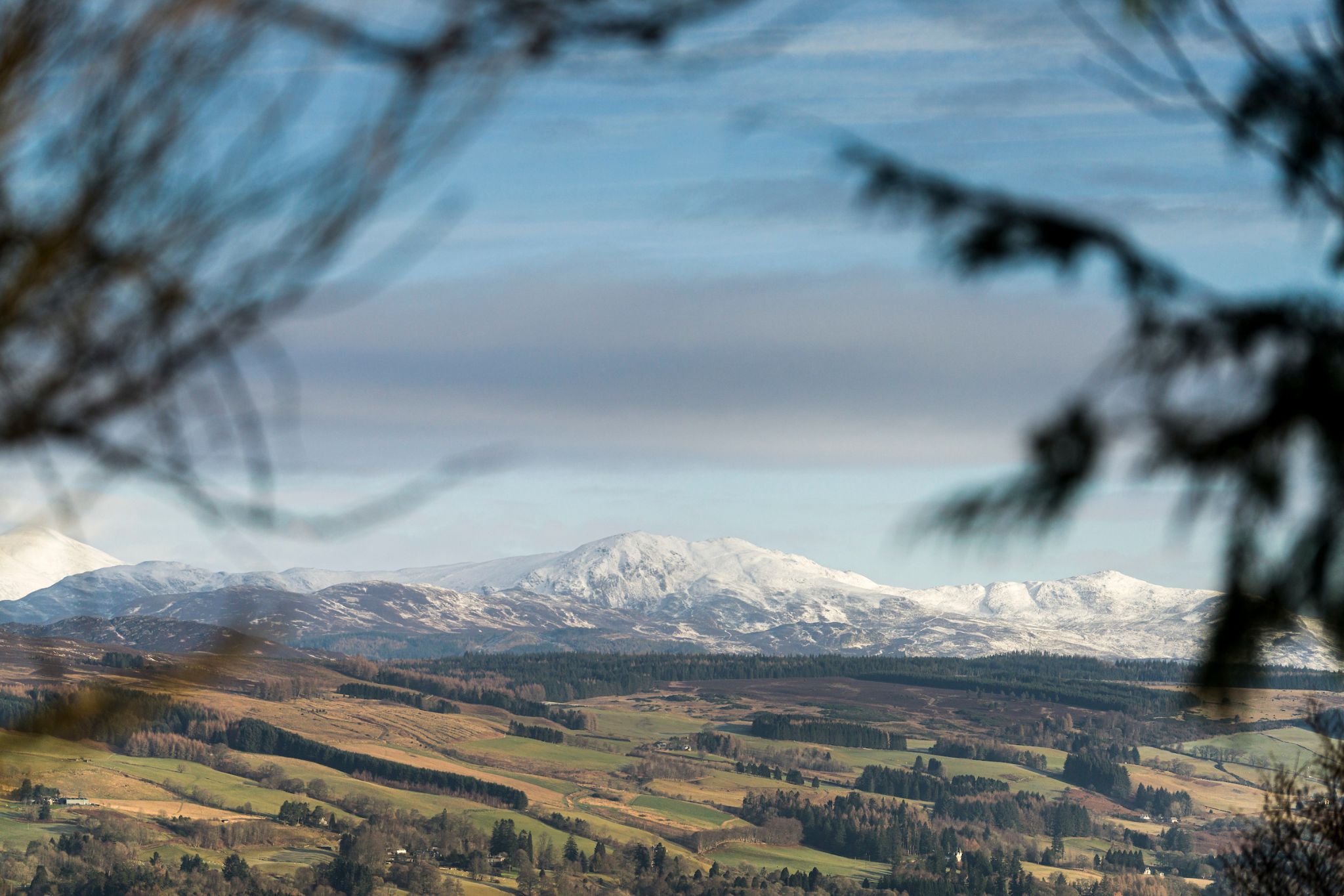 highland cow farm visit scotland