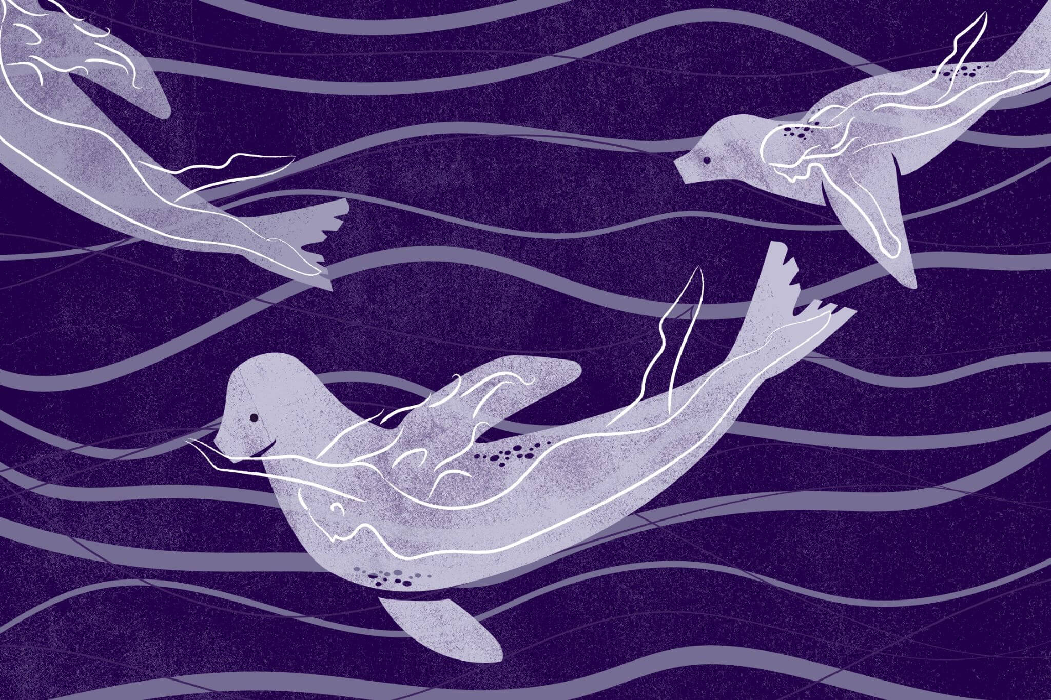 A group of Selkies swimming in water.