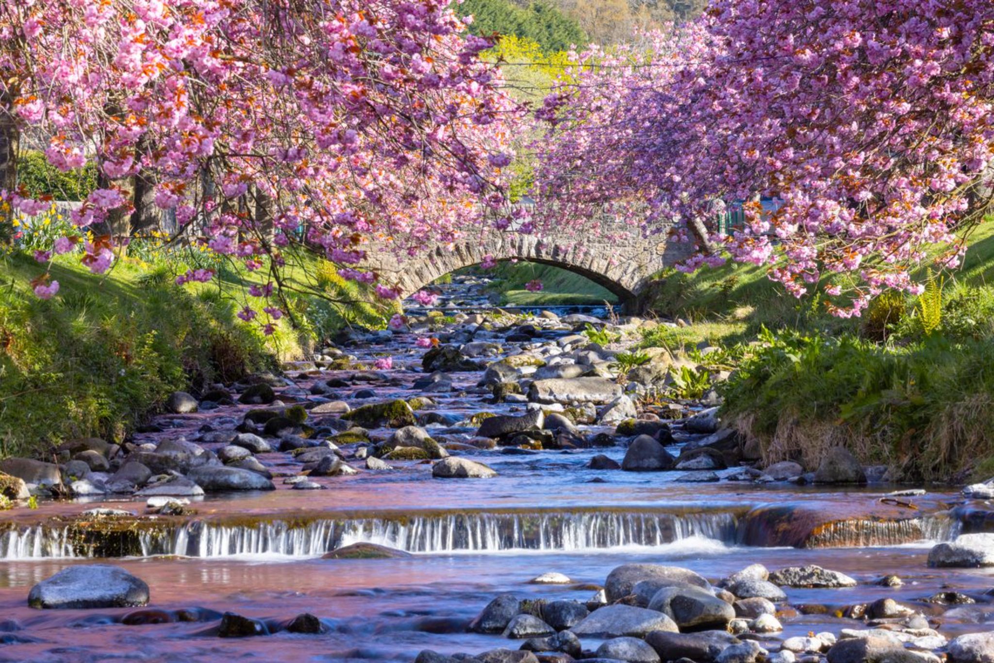 Cherry blossom trees lining the Kelly Burn in Dollar