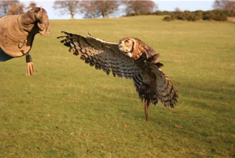 Rhuallan Raptors african spotted eagle owl