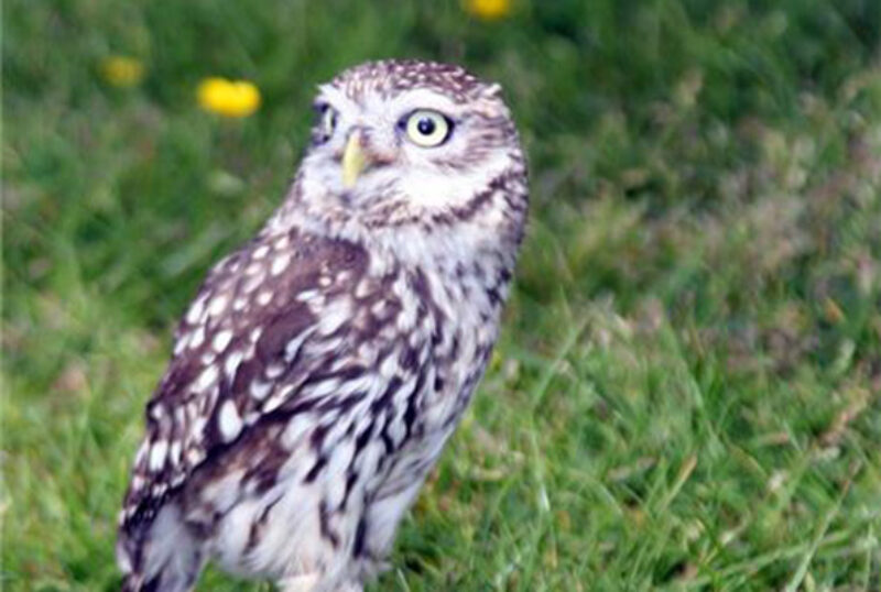 Rhuallan Raptors male little owl