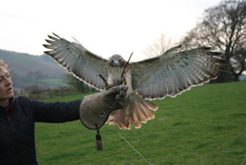 Rhuallan Raptors Red Tailed Hawk in flight