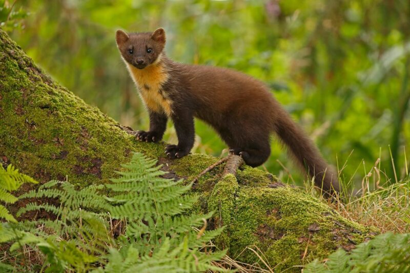 Pine Marten