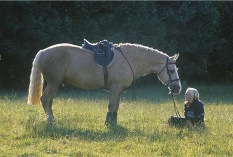 West Forth Forest horse and rider