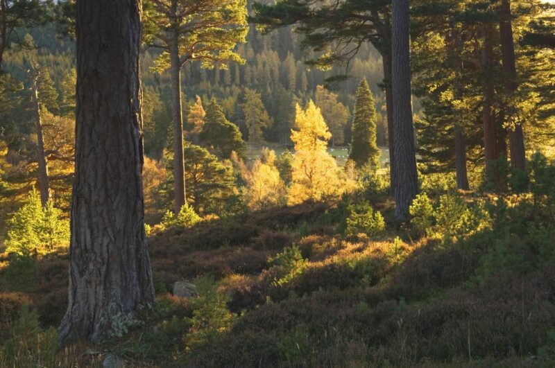 Mar Lodge Estate Woodland