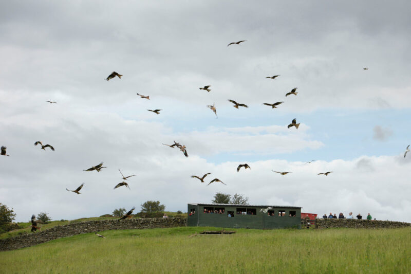 The Galloway Kite Trail Dumfries And Galloway