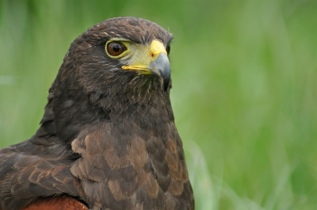 Birds of Prey in Scotland — Blog — the SCOTTISH countryman