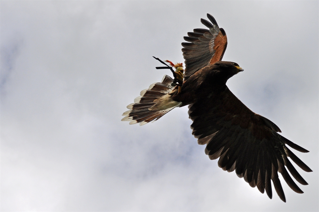 What is a bird of prey? — the SCOTTISH countryman