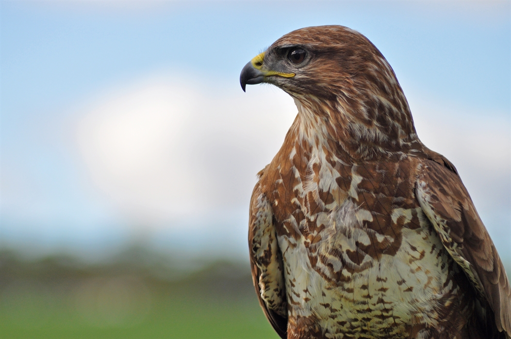 Why are Harris hawks the most popular bird of prey used in falconry in the  UK today? — the SCOTTISH countryman