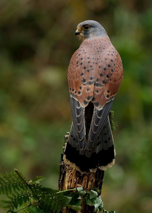 Loch Lomond Bird of Prey Centre