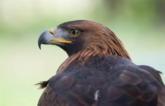 Loch Lomond Bird of Prey Centre