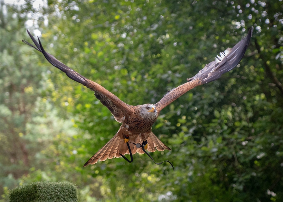 Loch Lomond Bird of Prey Centre