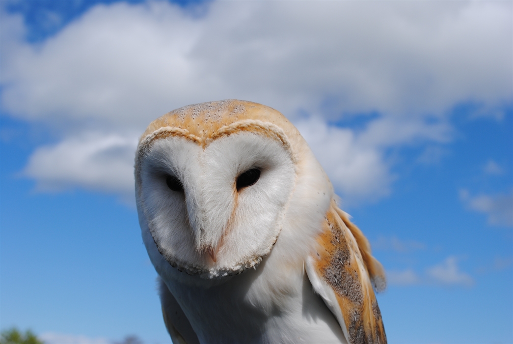 What is a bird of prey? — the SCOTTISH countryman