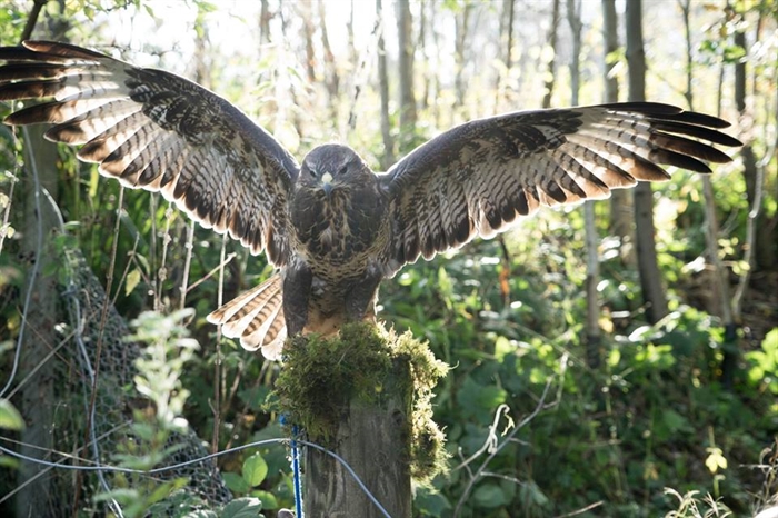 Loch Lomond Bird of Prey Centre