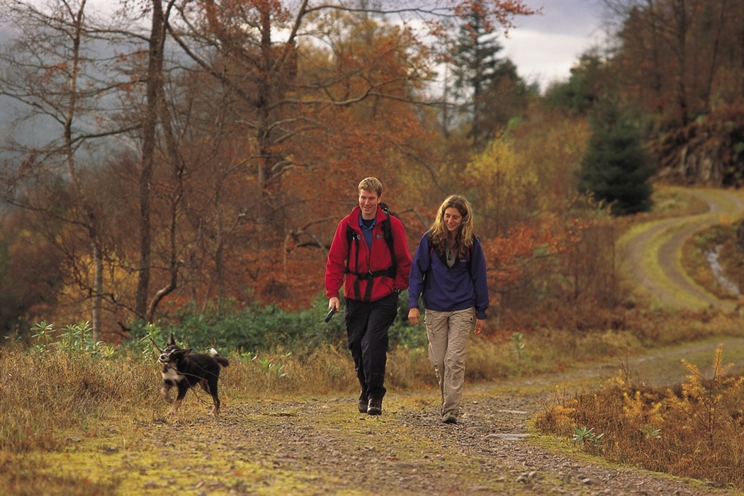TWO WALKERS MAKE THEIR WAY ALONG A SINGLE TRACK ROAD STREWN WITH FALLEN LEAVES WHILST WALKING IN THE GREAT GLEN NEAR INVERGARRY, HIGHLAND.